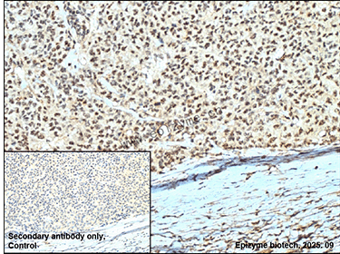 Anti-Phospho-MEK4 (Ser80) Rabbit mAb [81K18K58]