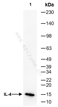 Anti-IL-4 Rabbit mAb [25L73B77]