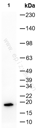 Anti-IL-10 Rabbit mAb [43B83S68]