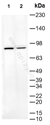 Anti-Phospho-Phospholipase A2 (Ser505) Rabbit mAb [57E02B45]
