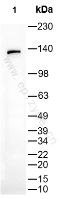 Anti-SHIP1 Rabbit mAb [32T54E87]