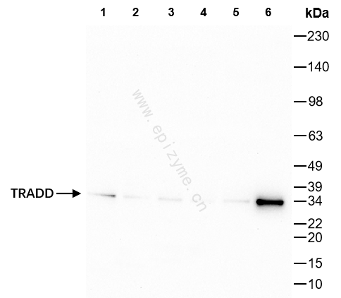Anti-TRADD Rabbit mAb [59Q72E33]