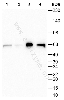 Anti-Phospho-c-Myc (Thr58) Rabbit mAb [15T57G87]