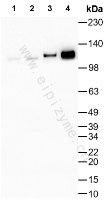 Anti-Phospho-CBL (Tyr774) Rabbit mAb [26G68H73]