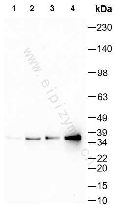 Anti-Phospho-CRK (Tyr221) Rabbit mAb [12L43F75]