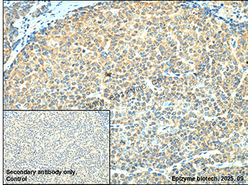Anti-Phospho-CRK (Tyr221) Rabbit mAb [12L43F75]