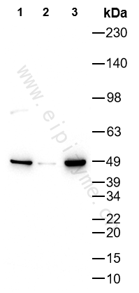 Anti-PAX8 Rabbit mAb [31T15J67]