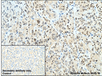 Anti-PAX8 Rabbit mAb [31T15J67]