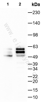 Anti-Tau 4R Rabbit mAb [67K76M08]