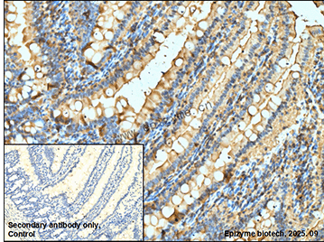 Anti-Tau 4R Rabbit mAb [67K76M08]