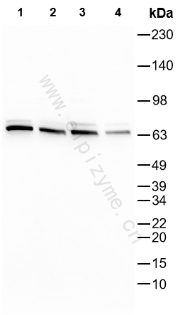 Anti-TERF2 Rabbit mAb [22B86P65]