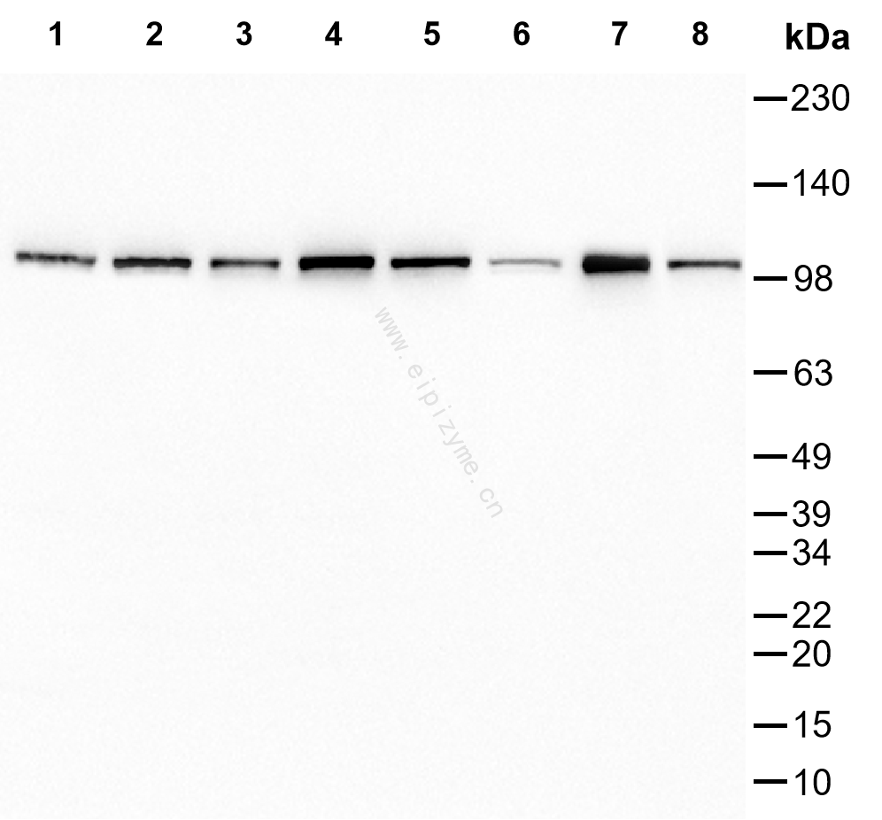 Anti-TAOK3 Rabbit mAb [55J70Q58]