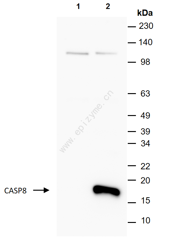 Anti-Caspase 8 Mouse mAb [52M85D84]