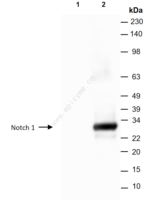 Anti-Notch1 Mouse mAb [61A89Q41]