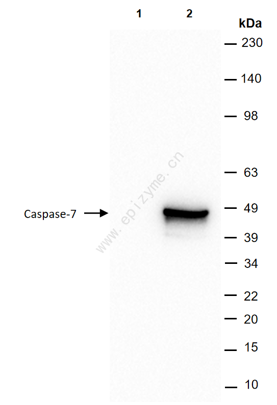 Anti-Caspase 7 Mouse mAb [57G70D02]