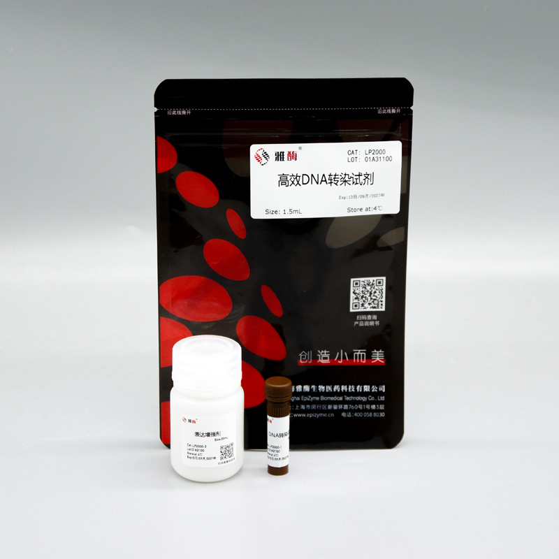 高效DNA转染试剂
