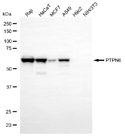 [KO Validated] Anti-PTPN6 Mouse mAb [13C48M10]