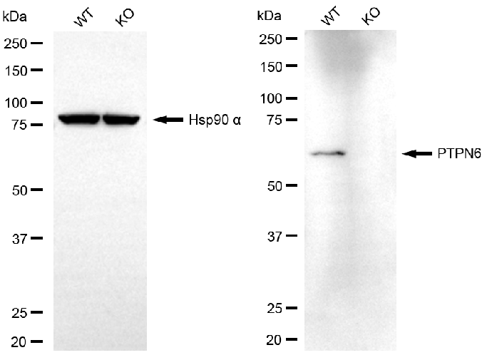 [KO Validated] Anti-PTPN6 Mouse mAb [13C48M10]
