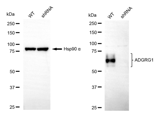 [KD Validated] Anti-ADGRG1 Mouse mAb [91D53G90]