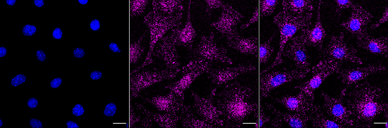 [KD Validated] Anti-RAC1 Mouse mAb [56E58F01]