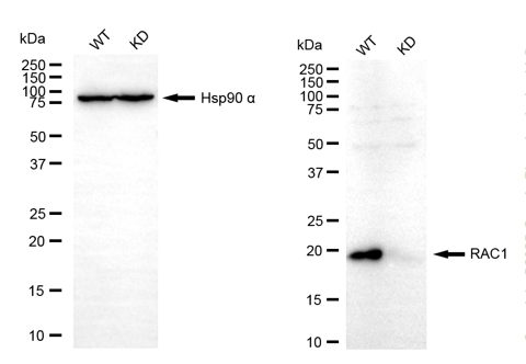[KD Validated] Anti-RAC1 Mouse mAb [56E58F01]