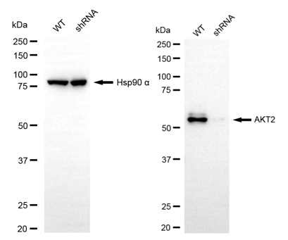 [KD Validated] Anti-AKT2 Mouse mAb [57T56N15]
