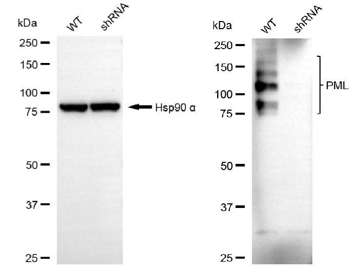 [KD Validated] Anti-PML Mouse mAb [60T10G29]