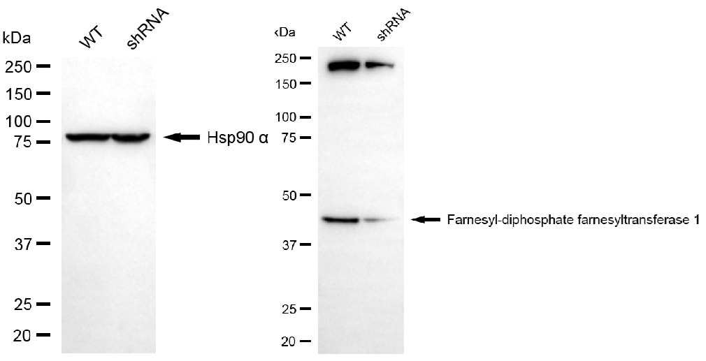 [KD Validated] Anti-FDFT1 Mouse mAb [49J77H29]