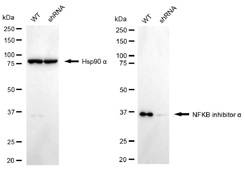 [KD Validated] Anti-NFKBIA Mouse mAb [19R71G40]