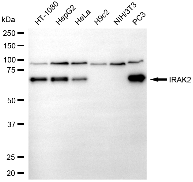 [KD Validated] Anti-IRAK2 Mouse mAb [47A17C39]