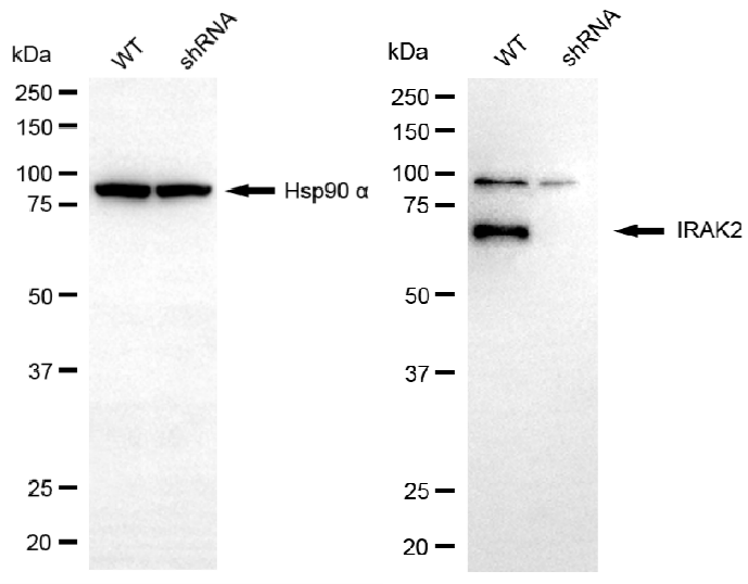[KD Validated] Anti-IRAK2 Mouse mAb [47A17C39]