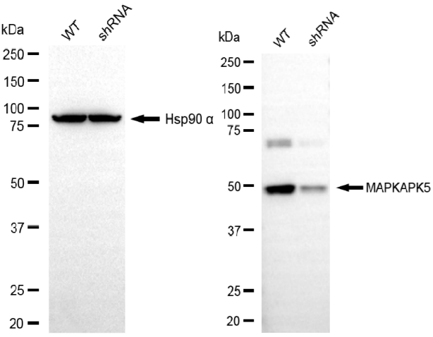 [KD Validated] Anti-MAPKAPK5 Mouse mAb [18S12S90]
