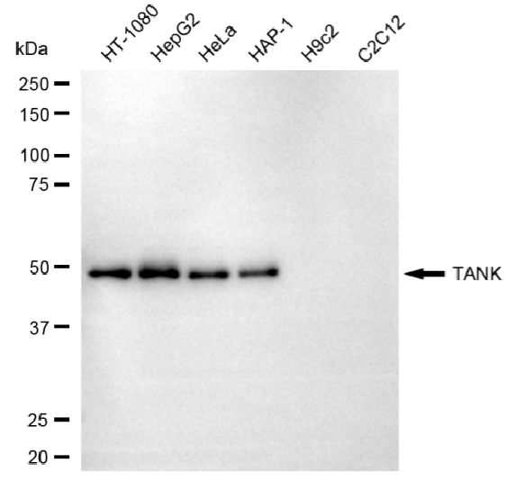[KD Validated] Anti-TANK Mouse mAb [21E68E80]