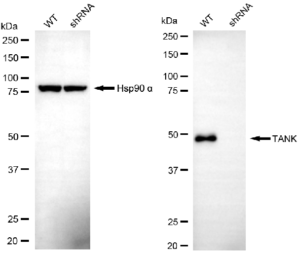 [KD Validated] Anti-TANK Mouse mAb [21E68E80]