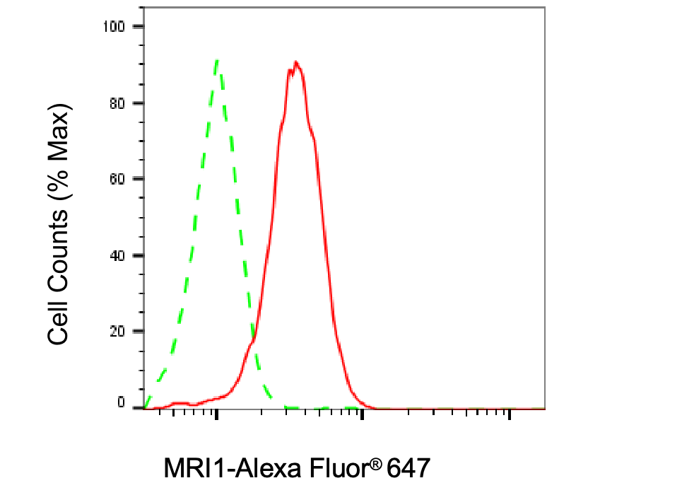 [KD Validated] Anti-MRI1 Mouse mAb [58G77Q16]