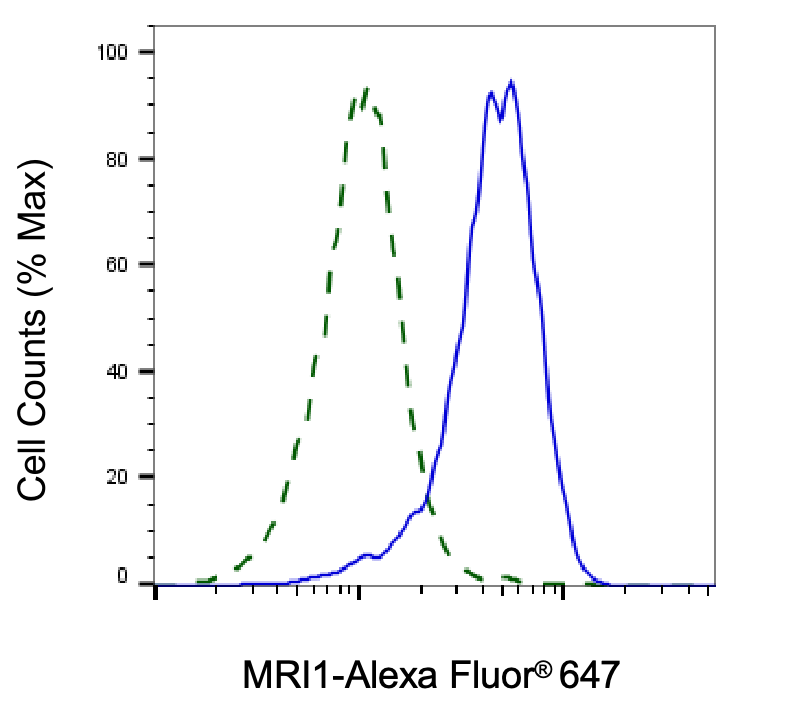 [KD Validated] Anti-MRI1 Mouse mAb [58G77Q16]