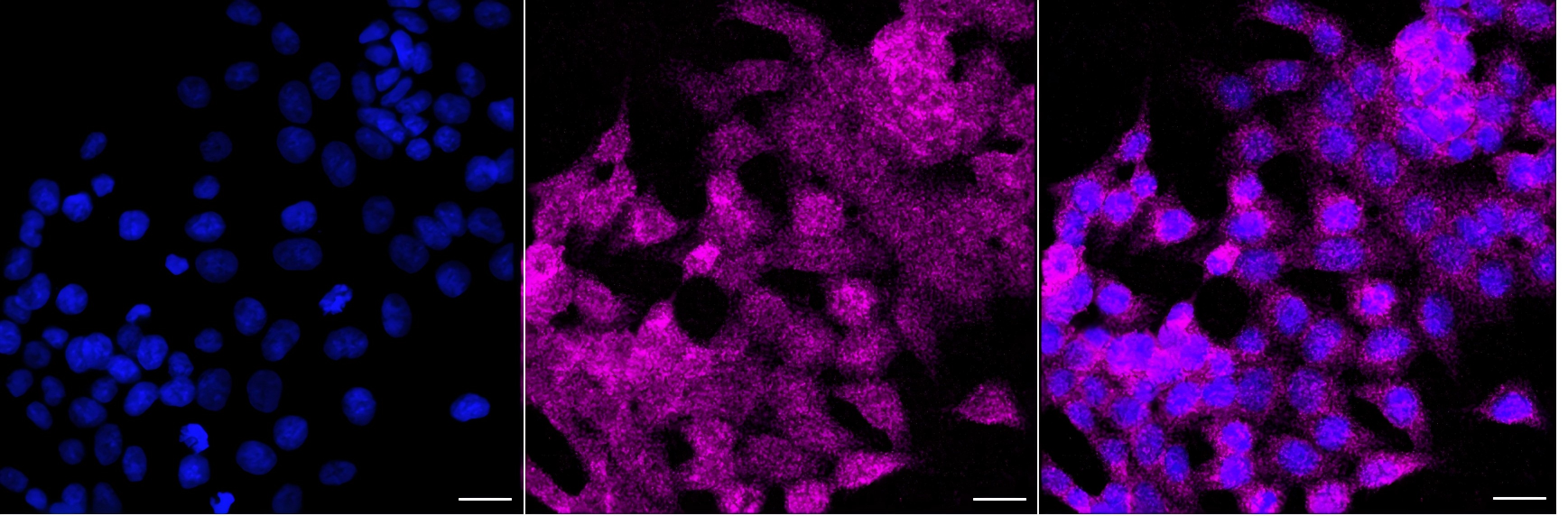 [KD Validated] Anti-MRI1 Mouse mAb [58G77Q16]