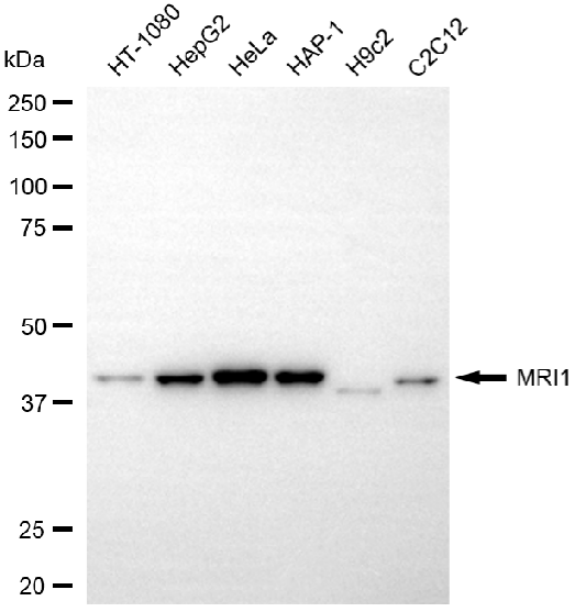 [KD Validated] Anti-MRI1 Mouse mAb [58G77Q16]