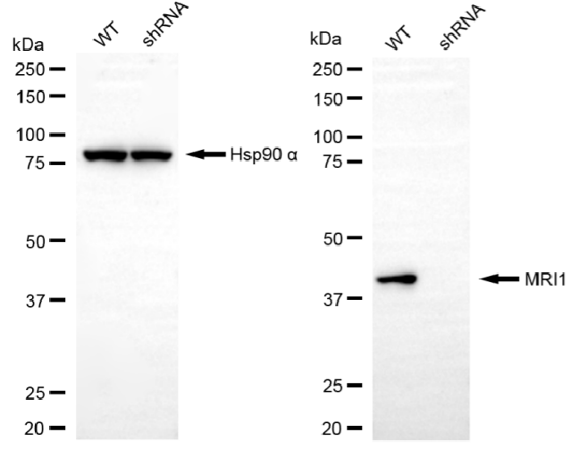 [KD Validated] Anti-MRI1 Mouse mAb [58G77Q16]