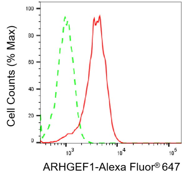 [KD Validated] Anti-ARHGEF1 Mouse oAb
