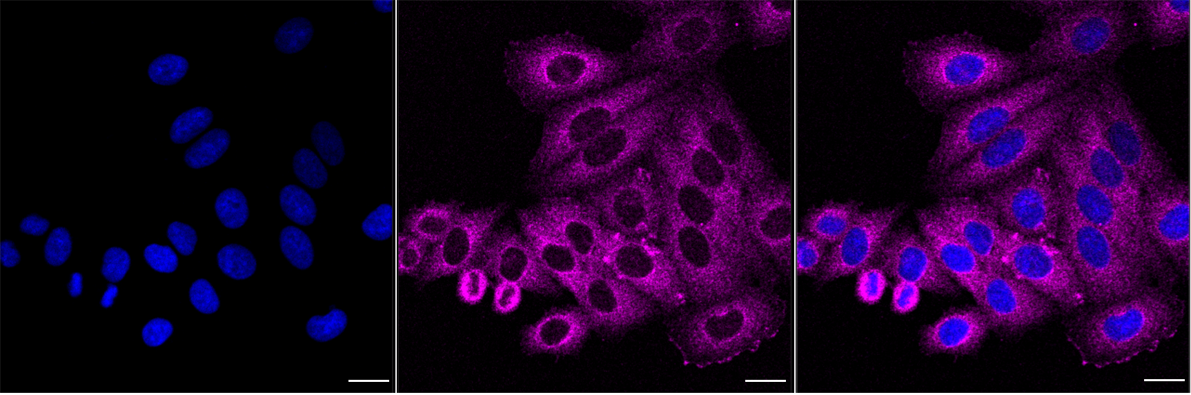 [KD Validated] Anti-ARHGEF1 Mouse oAb