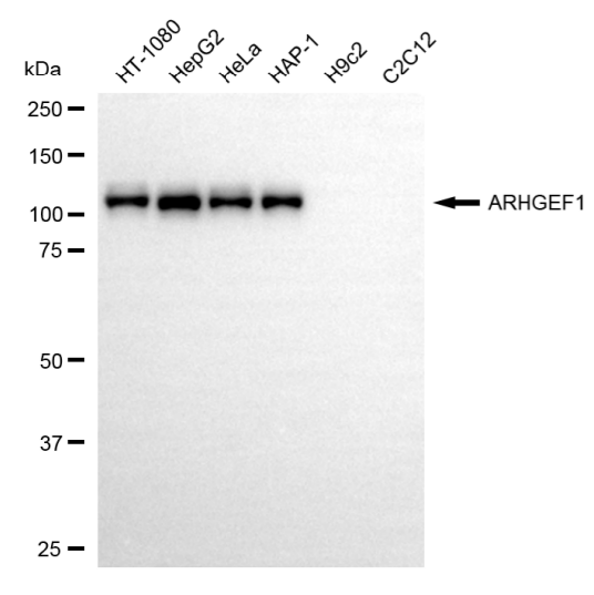 [KD Validated] Anti-ARHGEF1 Mouse oAb