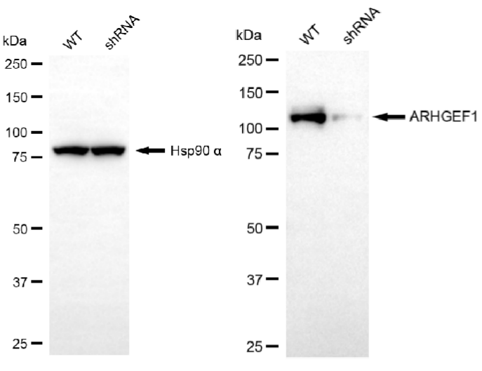 [KD Validated] Anti-ARHGEF1 Mouse oAb