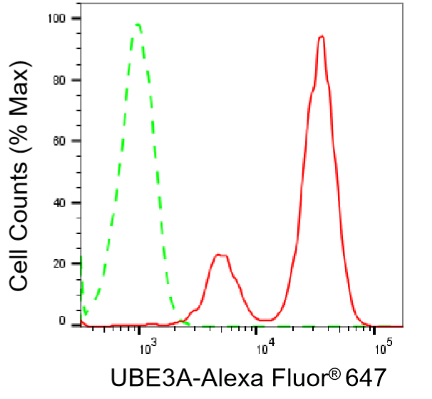 [KD Validated] Anti-UBE3A Mouse mAb [55K42K03]