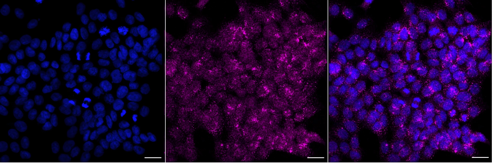[KD Validated] Anti-UBE3A Mouse mAb [55K42K03]