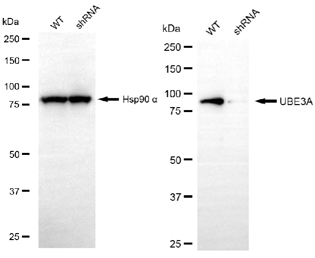 [KD Validated] Anti-UBE3A Mouse mAb [55K42K03]