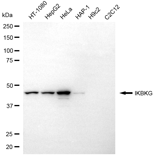[KD Validated] Anti-IKBKG Mouse mAb [97G86A20]