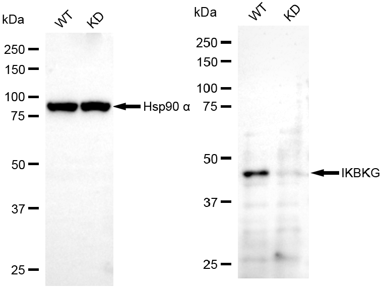 [KD Validated] Anti-IKBKG Mouse mAb [97G86A20]
