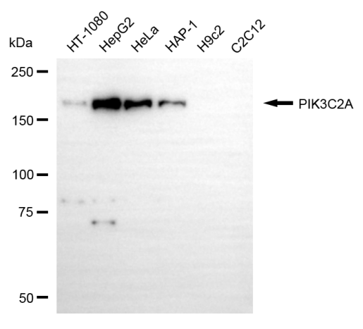 [KD Validated] Anti-PIK3C2A Mouse mAb [63K55S52]