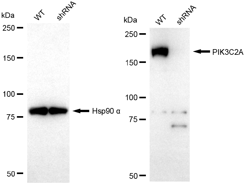 [KD Validated] Anti-PIK3C2A Mouse mAb [63K55S52]